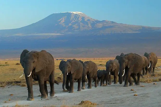 There is so much to see and do in Kenya. An overnight Amboseli National Park Safari from Nairobi will leave you wanting more!