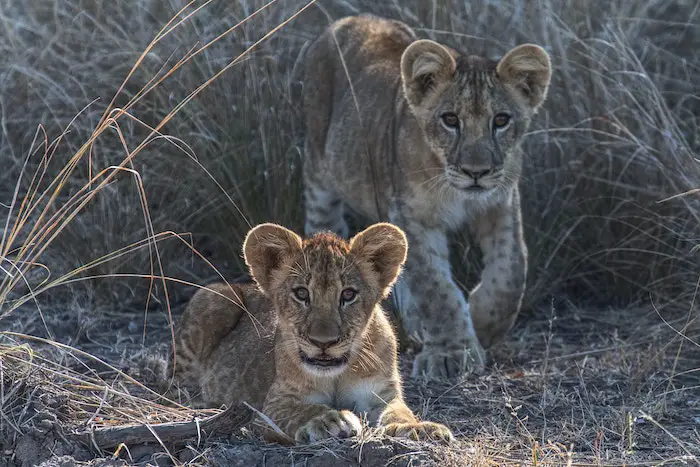Safari Animals in South Luangwa National Park, Zambia