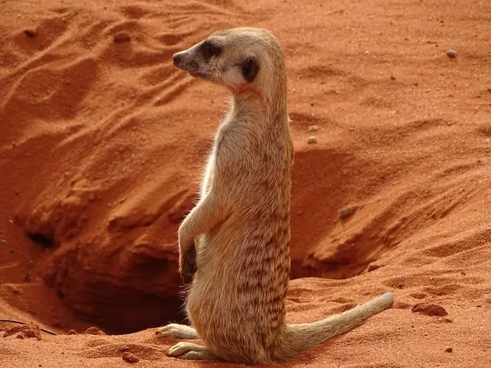 The Kalahari Desert Animals 
