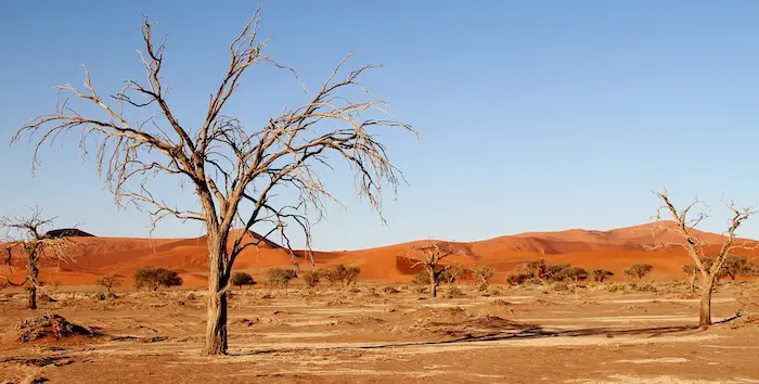 The Kalahari Desert Plants