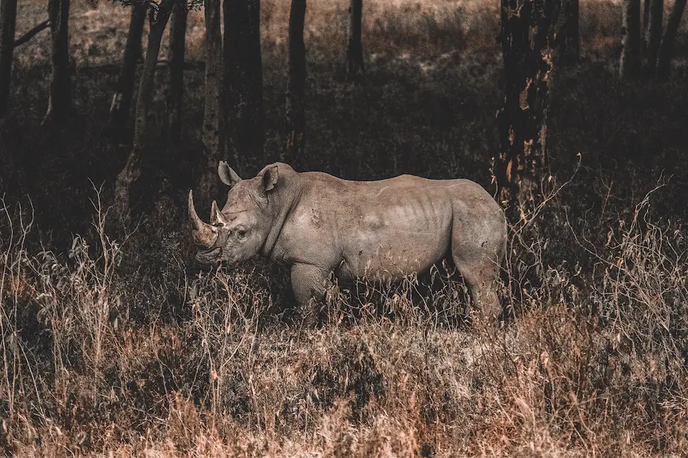 Rhino at Lake Nakuru National Park