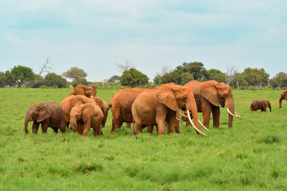 Kenya National Parks: A herd of elephants at Tsavo East National Park