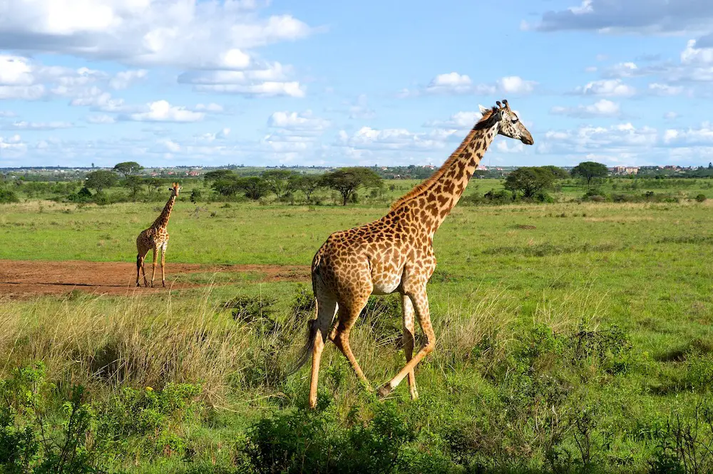 Taken during a tour of Nairobi National Park - Kenya National Parks