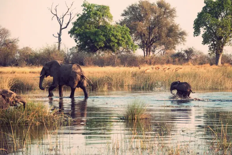 The Best Botswana National Parks And Safari Game Reserves
