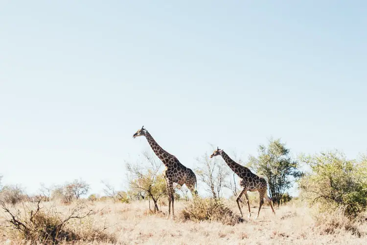 botswana national parks giraffes