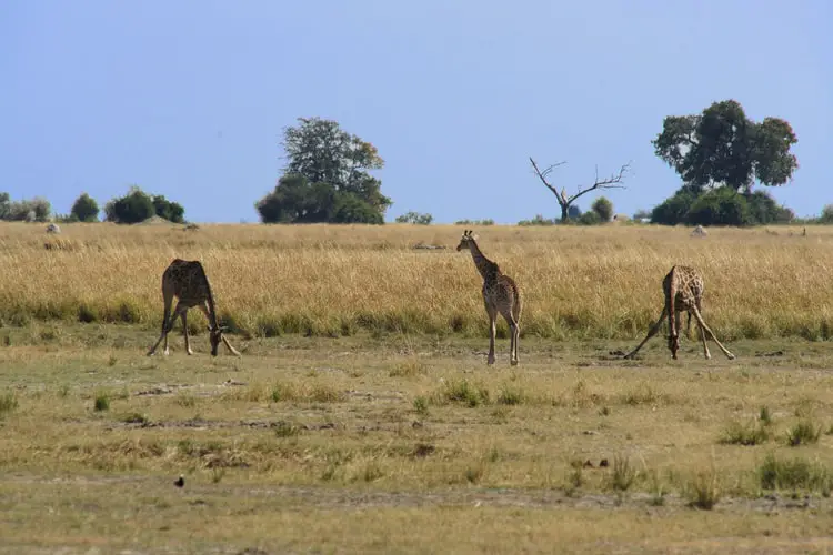 giraffe in botswana national parks