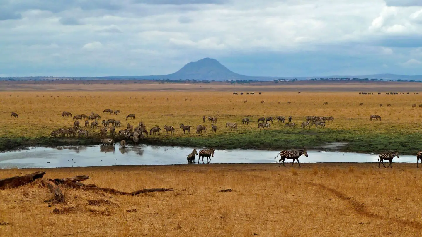 safari at terangire national park