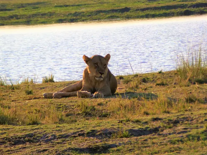 wildlife in botswana national parks