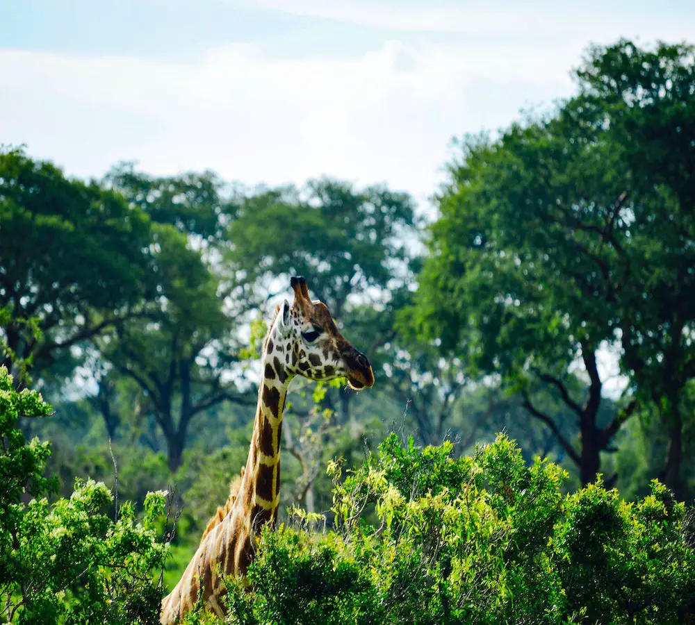 where is best safari in africa