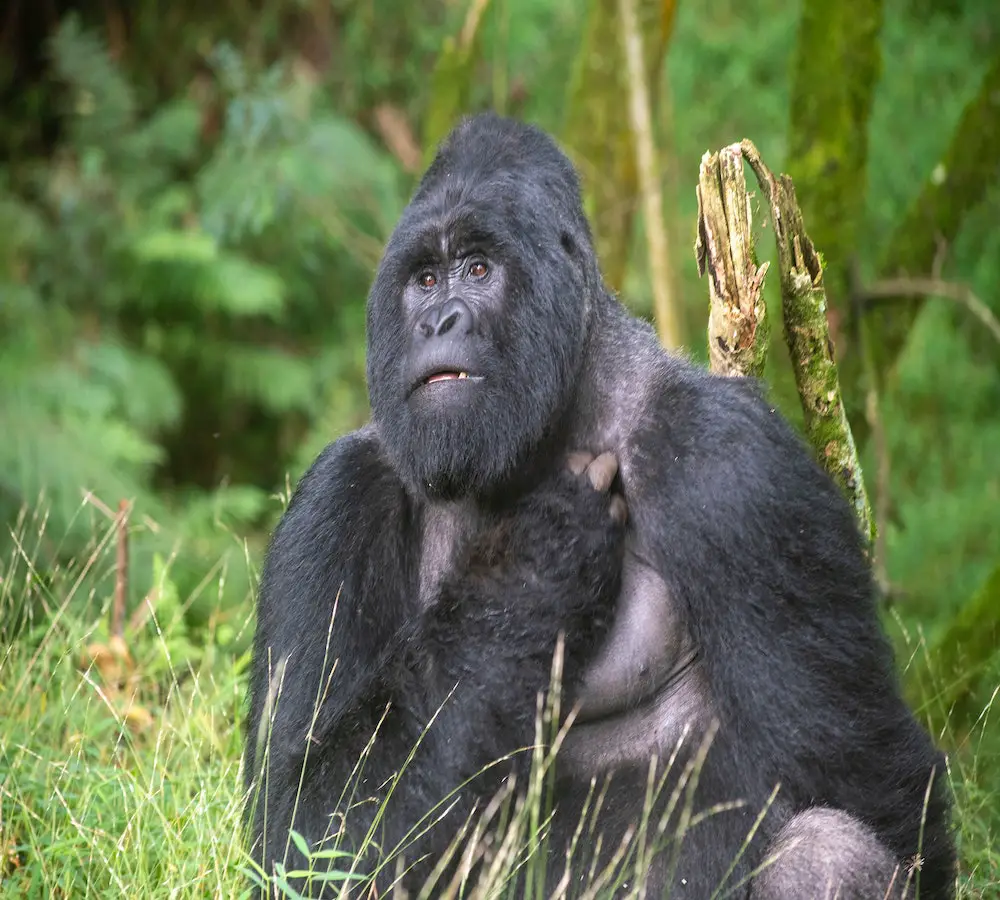 gorilla national park