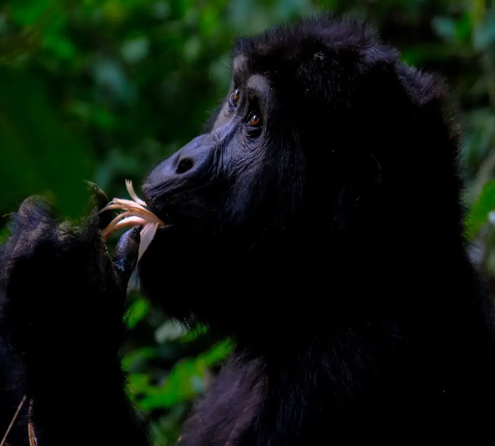 Uganda safaris gorilla