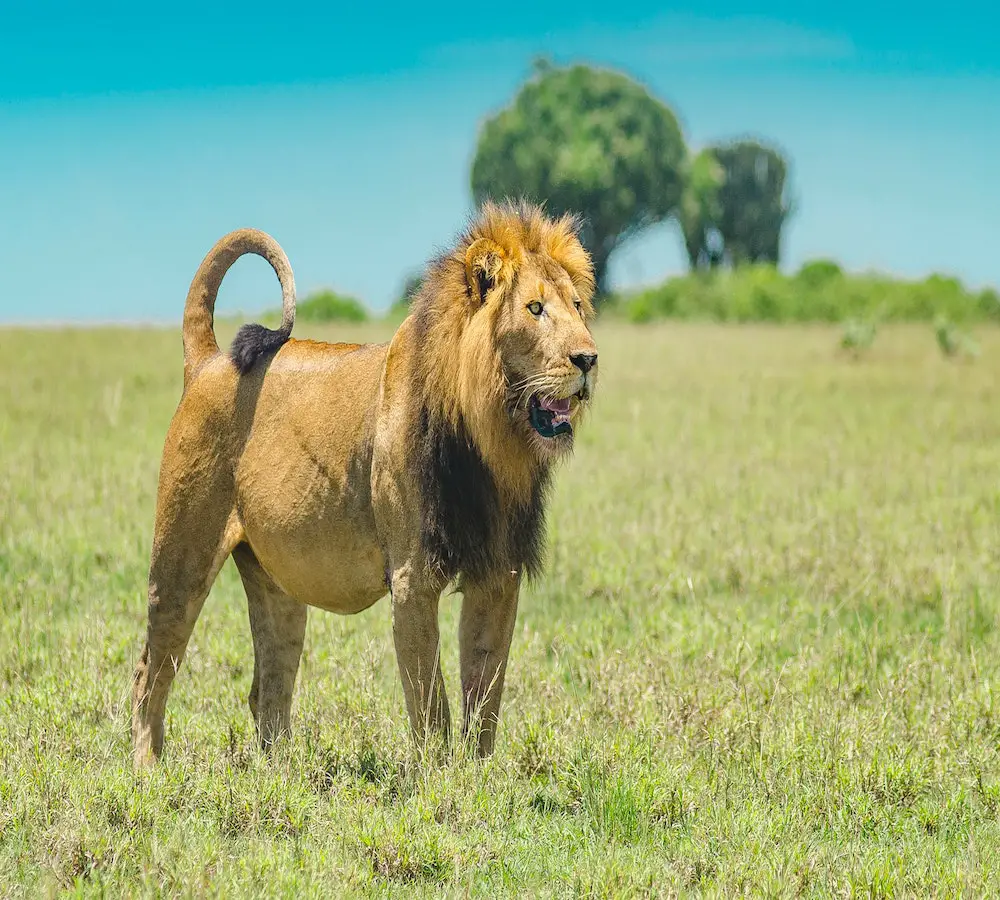 uganda safaris lion