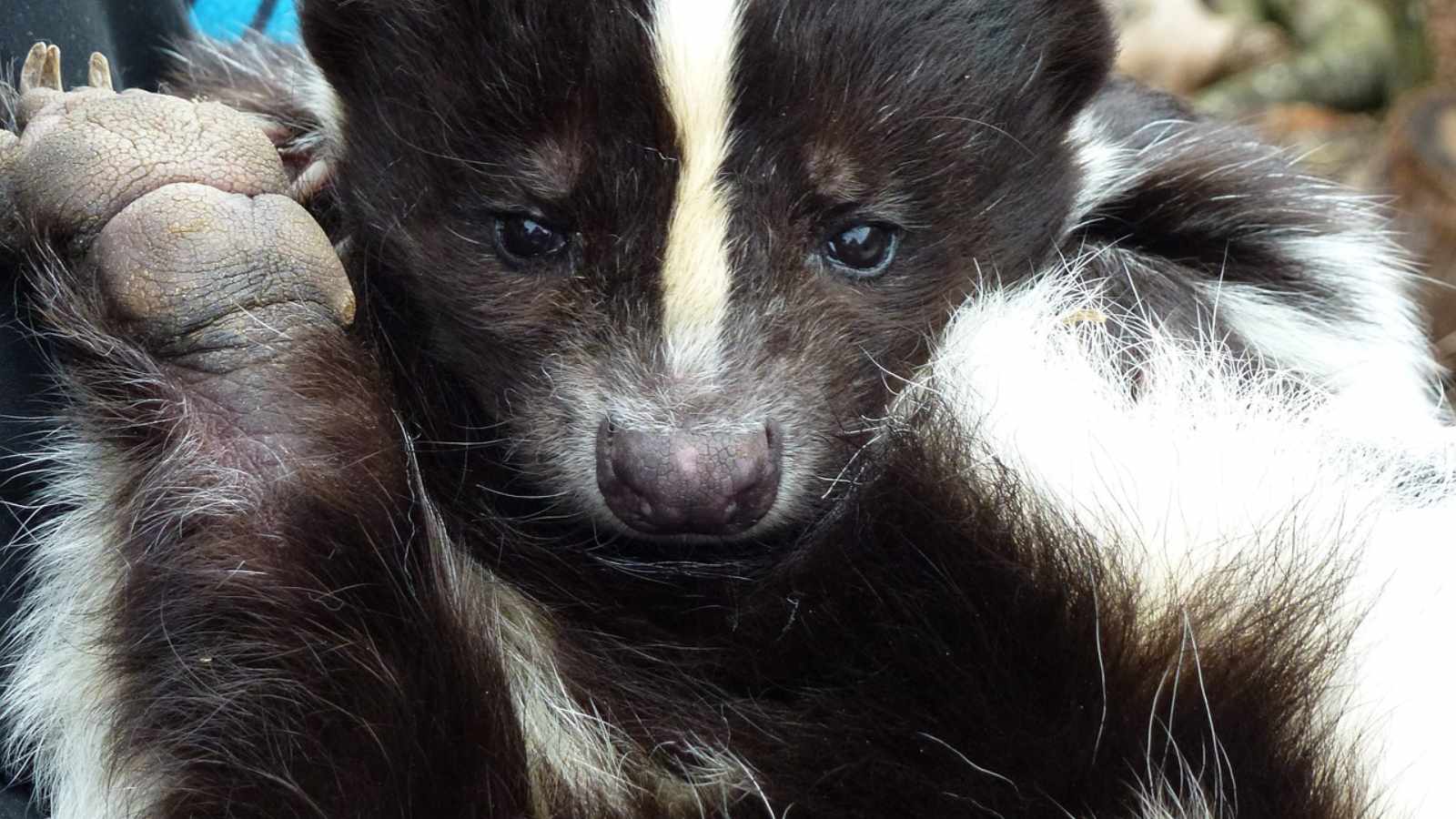 Animals You Must Not Keep As Pets In The U.S.