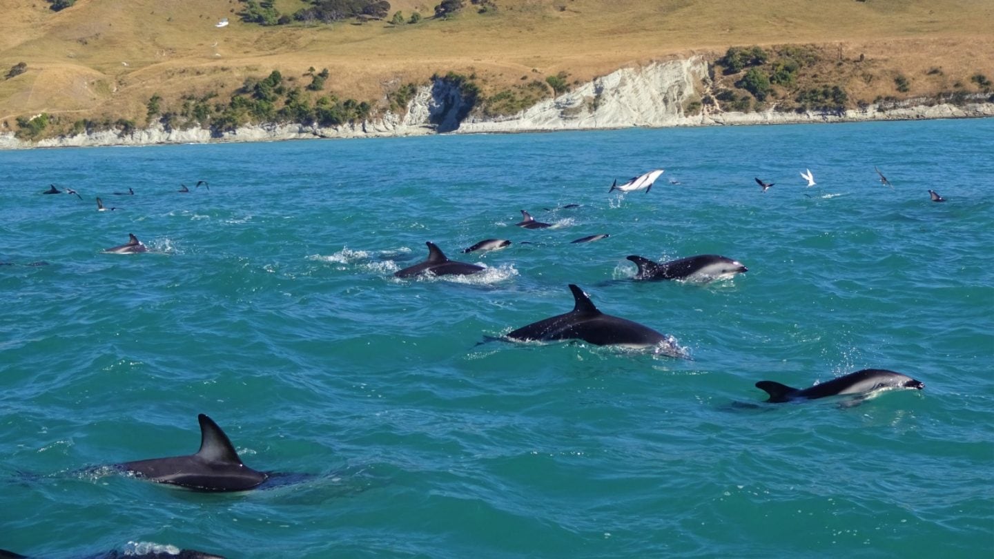 Unforgettable Animal Encounters You Need to Experience Around the World