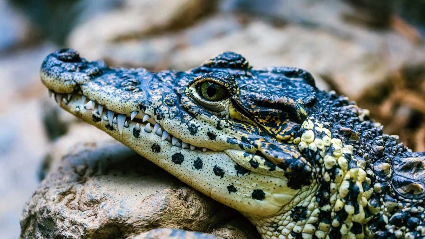 Alligators