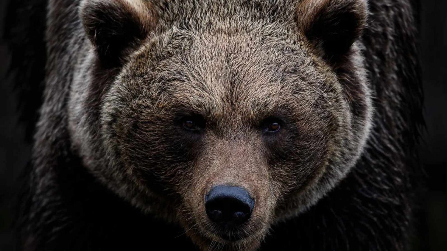 Bears