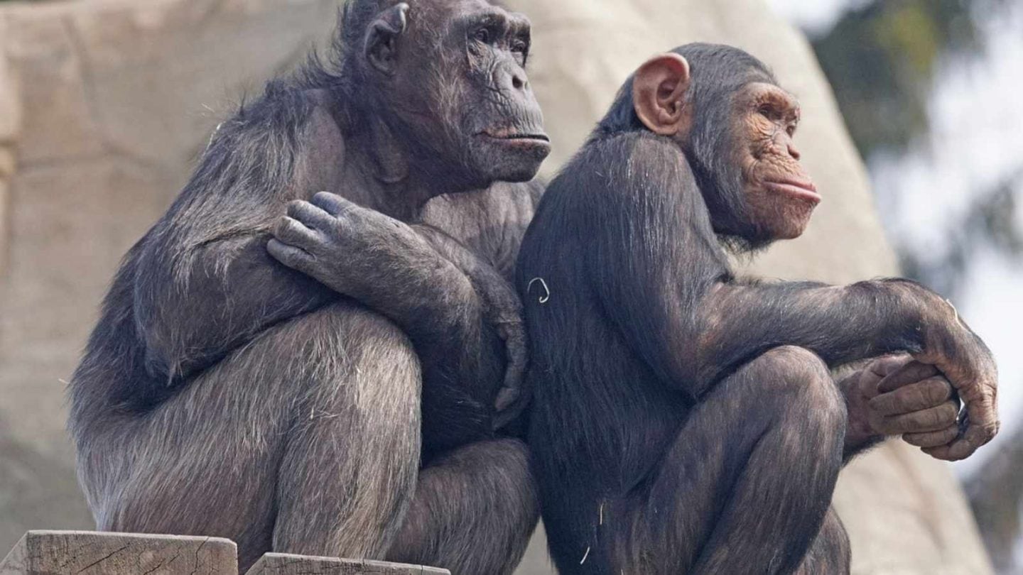 Chimpanzees