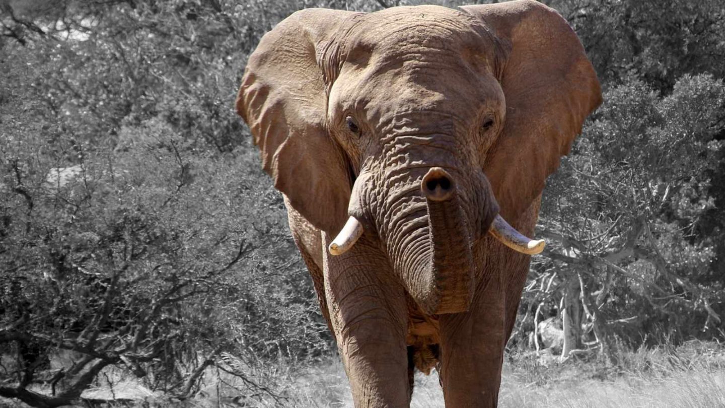 Elephants