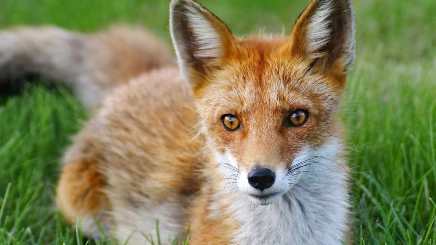 Foxes