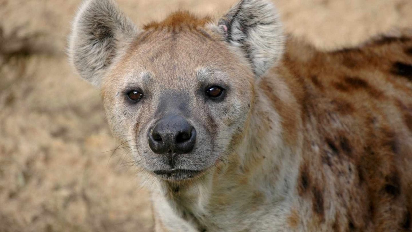 Hyenas