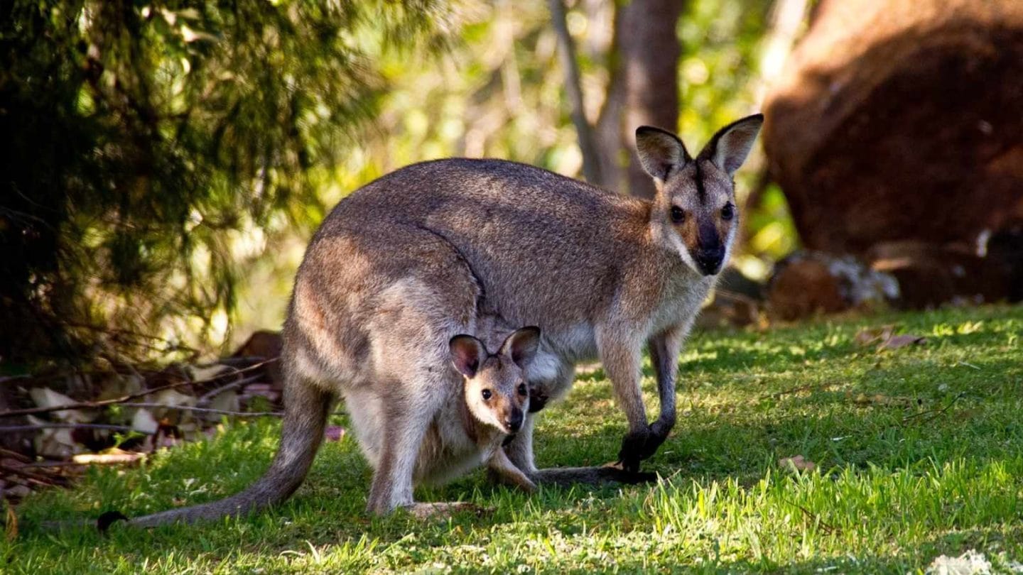Kangaroos