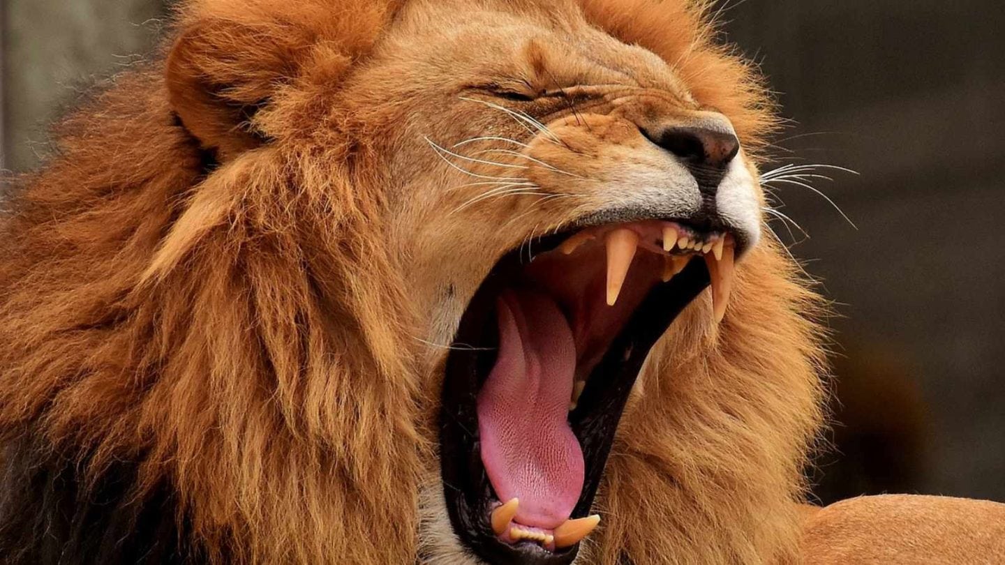 Lions