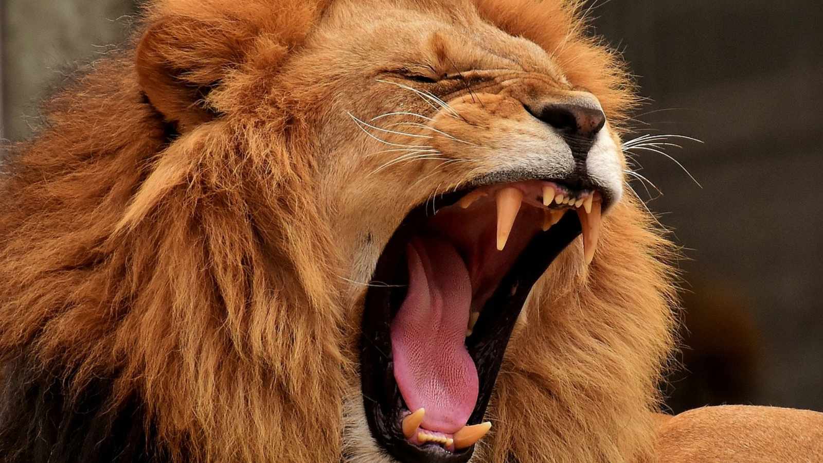 Lions