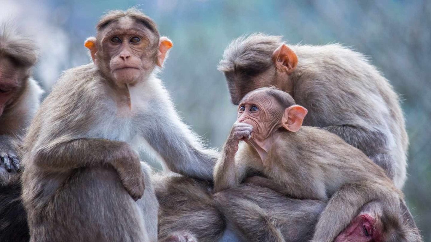 Monkeys