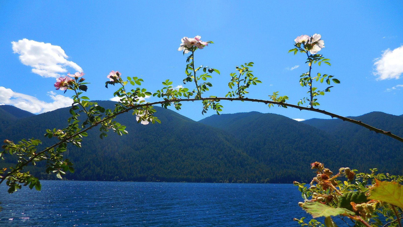 Olympic National Park