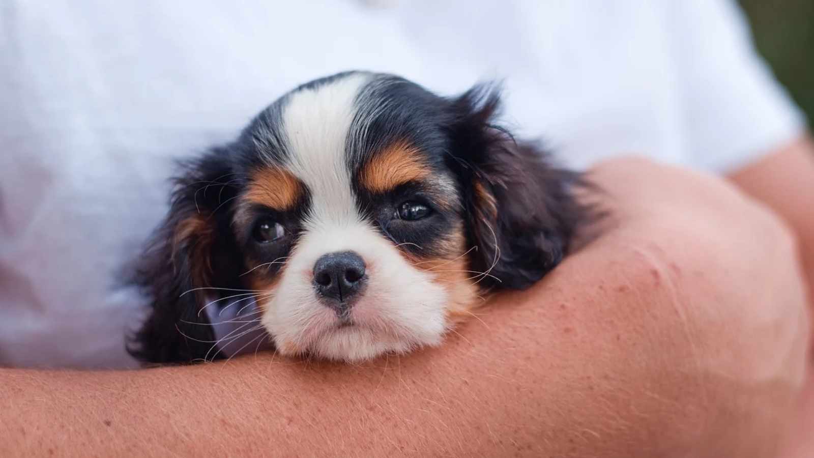 Essential Tips for Traveling with Your Furry Friend