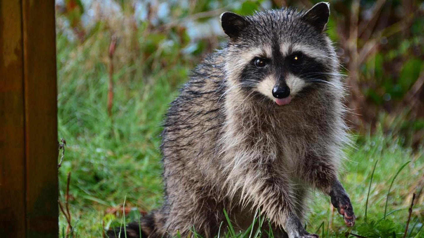 Raccoons