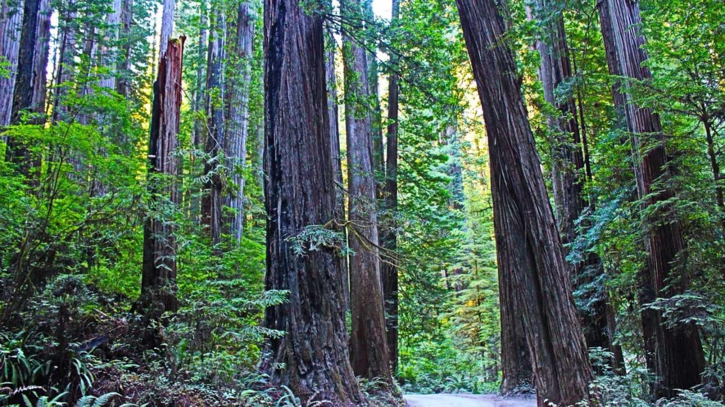 Redwood-National-and-State-Parks-California