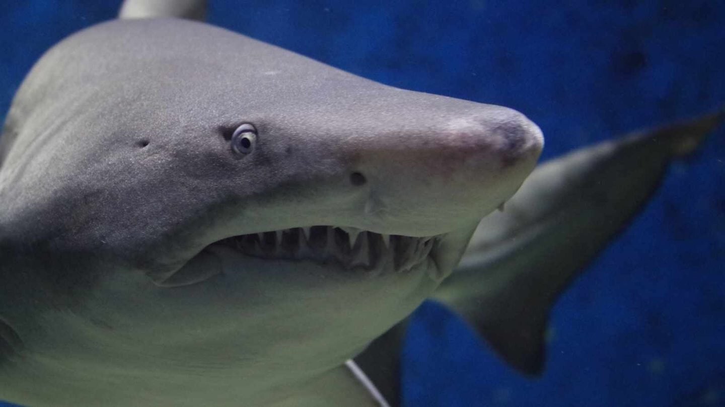 Sharks