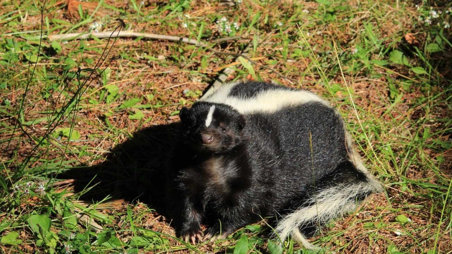 Fearless Animals That Defy Predators – Nature’s Most Underrated Warriors  
