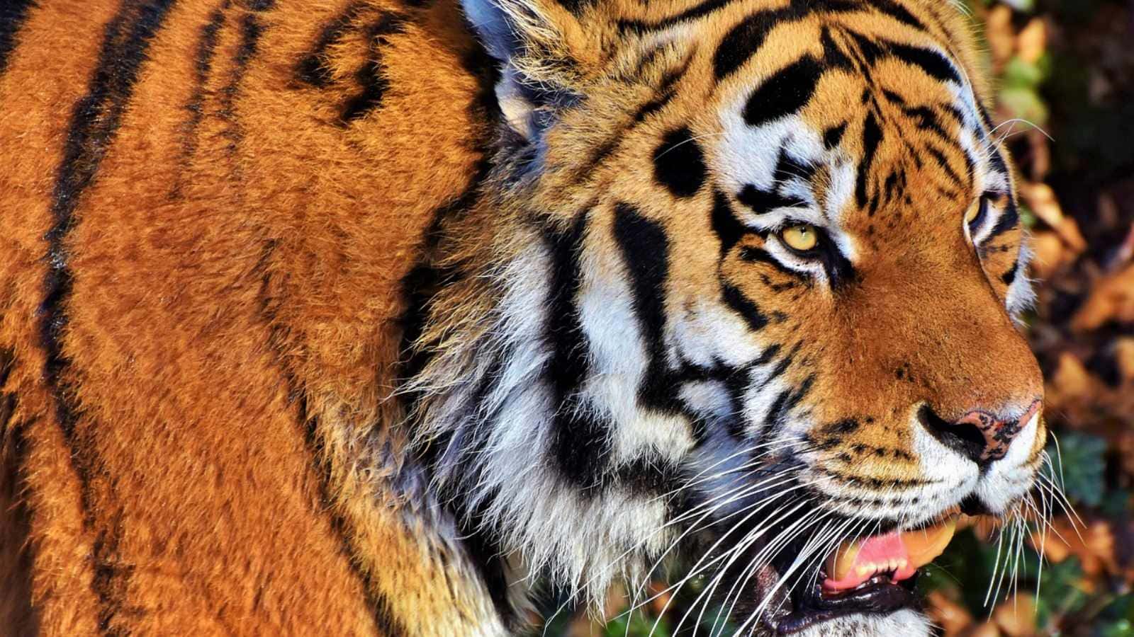 Tigers