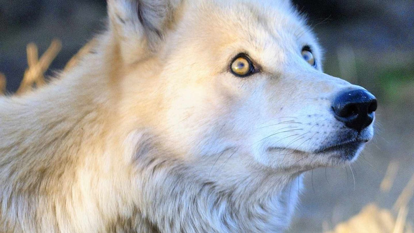 Wolves