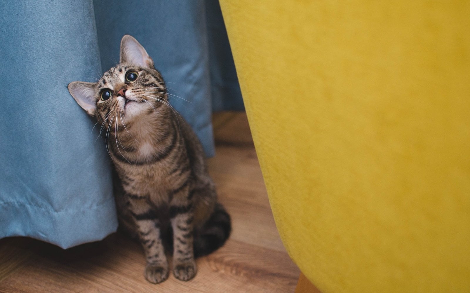 10 Travel Myths About Bringing Your Pet That Could Ruin Your Trip