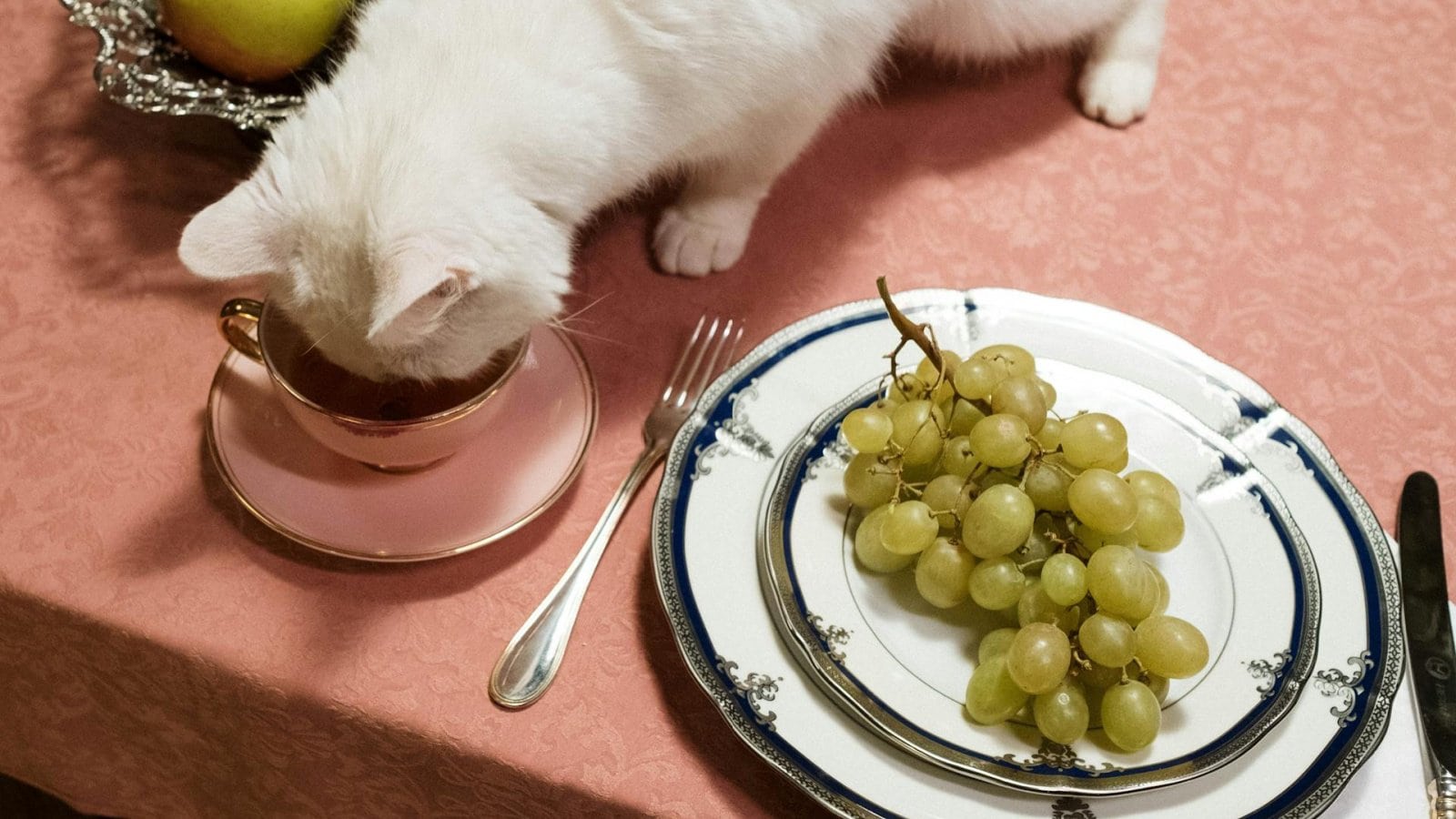 Essential Tips for Traveling with Your Furry Friend