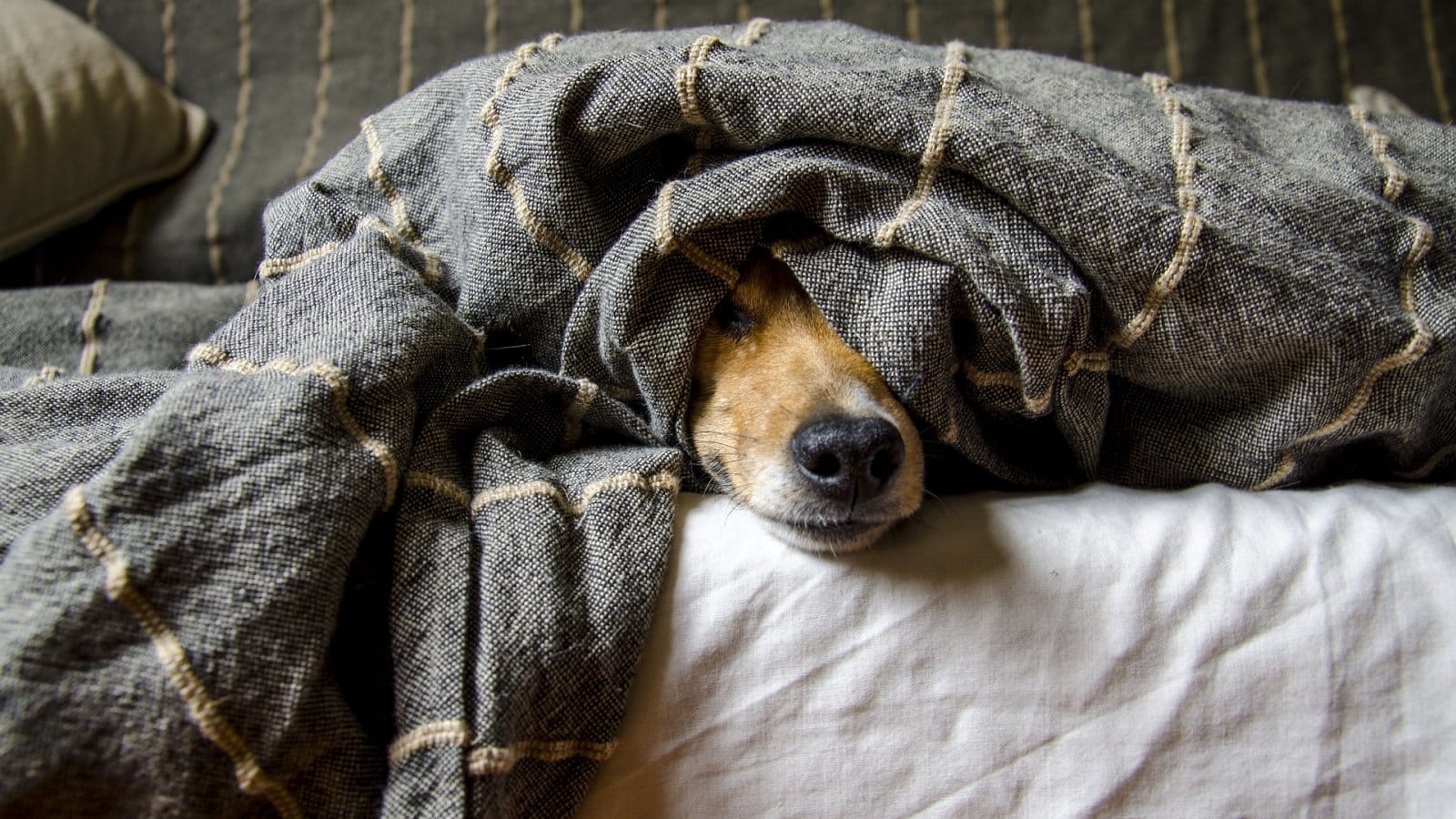 Essential Tips for Traveling with Your Furry Friend