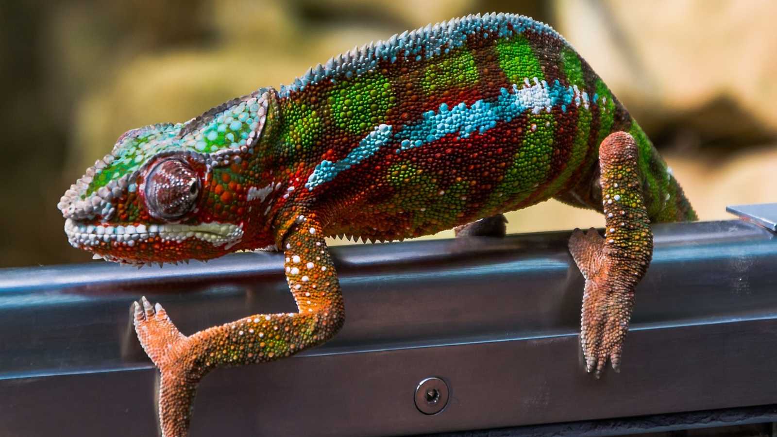 17 Incredible Animals That Change Colors Like They Have Superpowers ...