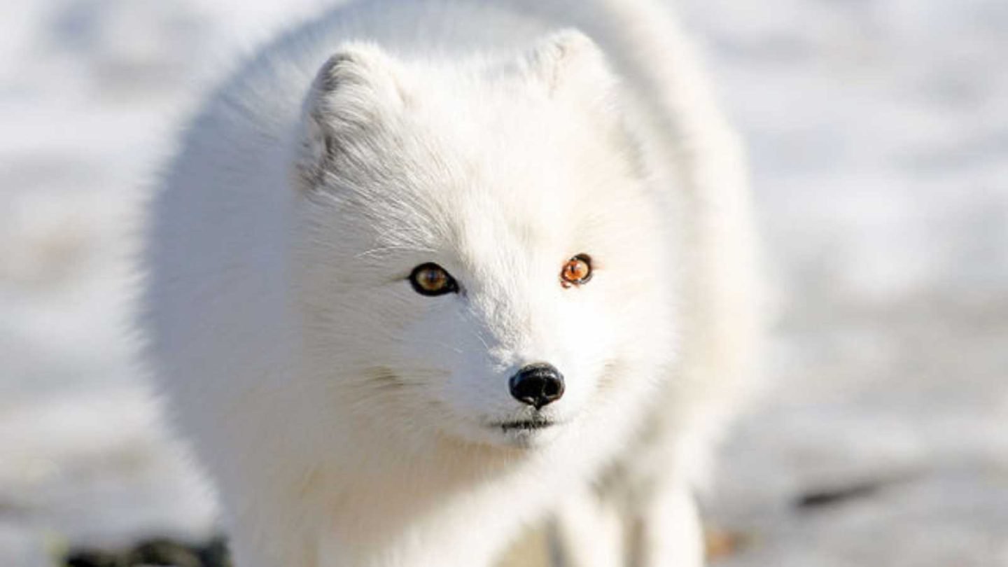 Incredible Animals That Change Colors Like They Have Superpowers