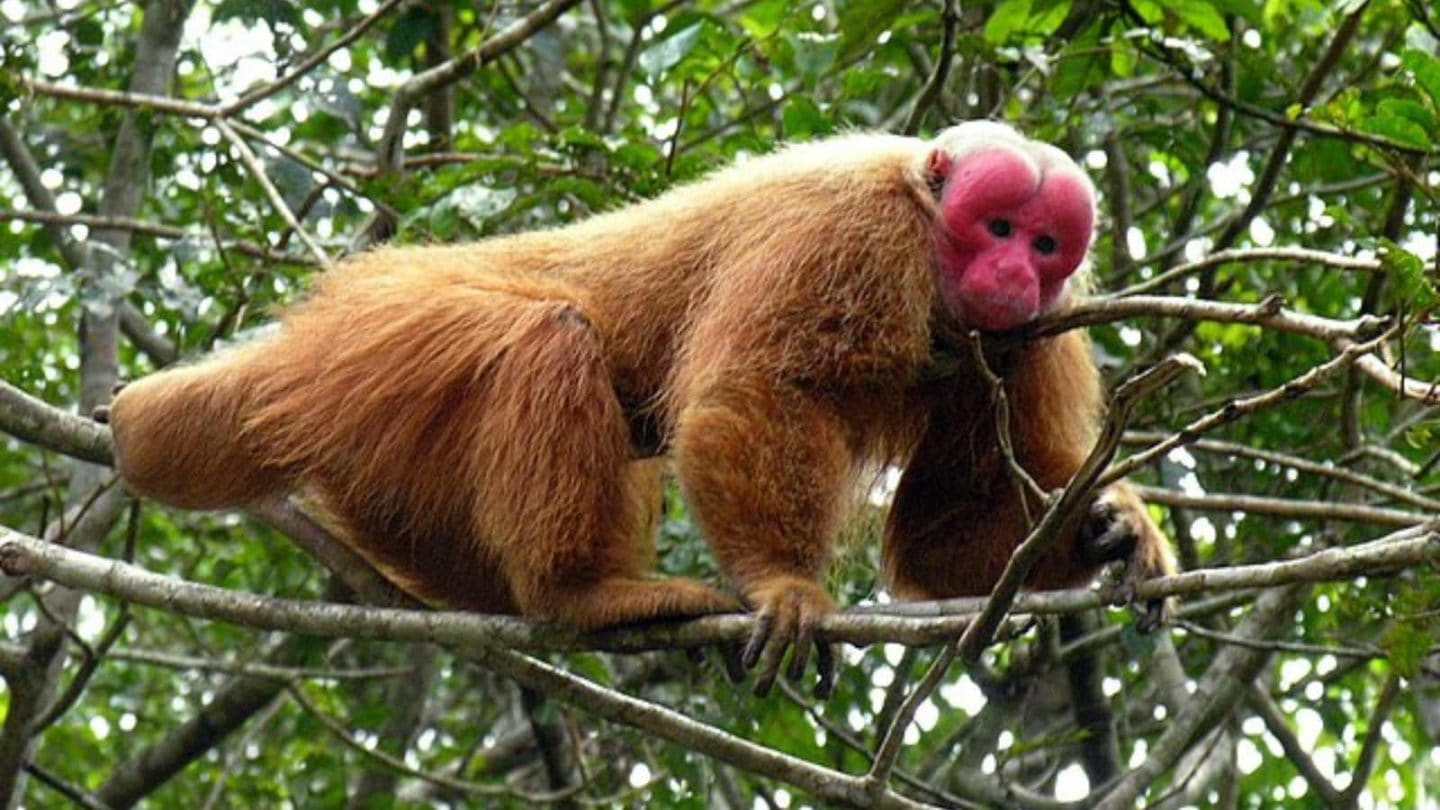12 Fascinating Creatures That Can Fly Without Wings