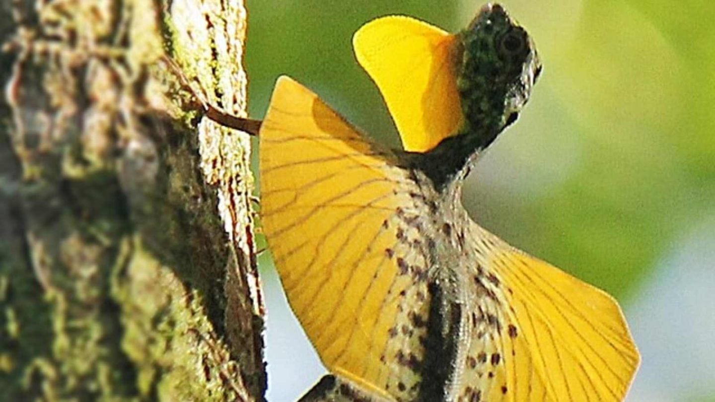 12 Fascinating Creatures That Can Fly Without Wings
