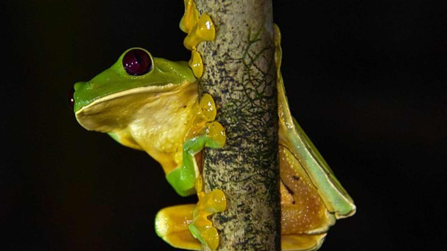 12 Fascinating Creatures That Can Fly Without Wings