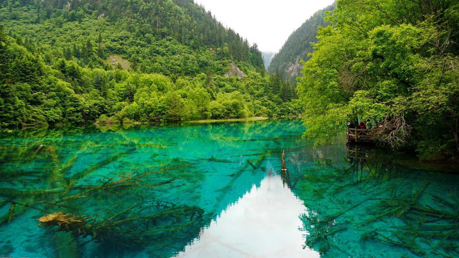 Breathtaking Forests Around the World
