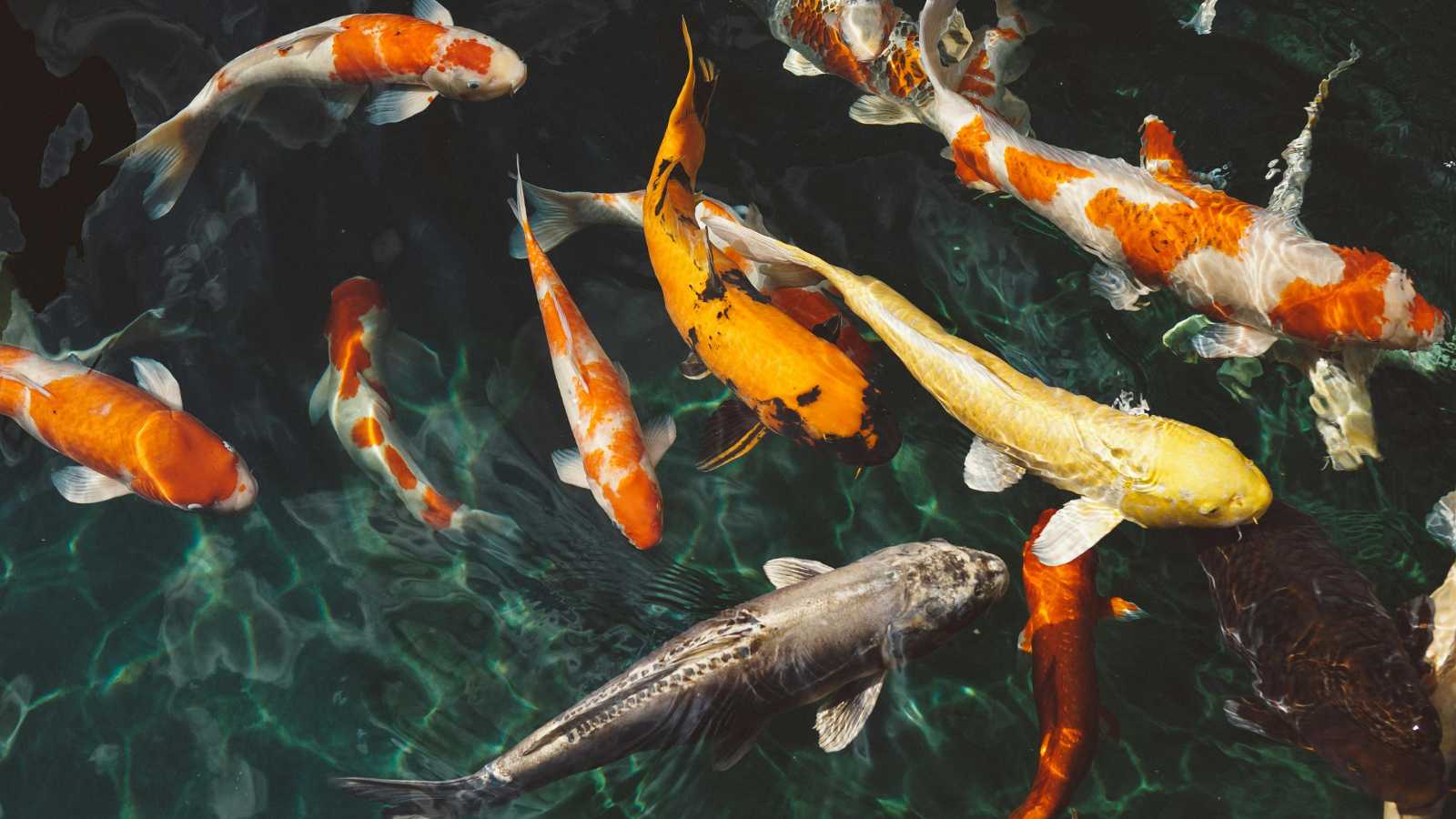 Animals You Should Never Release Back Into the Wild
