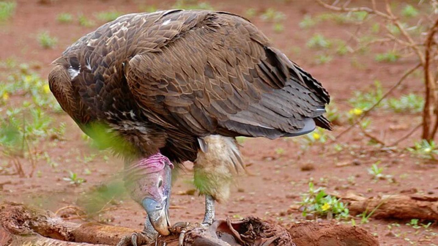 The Largest Flying Birds on Earth
