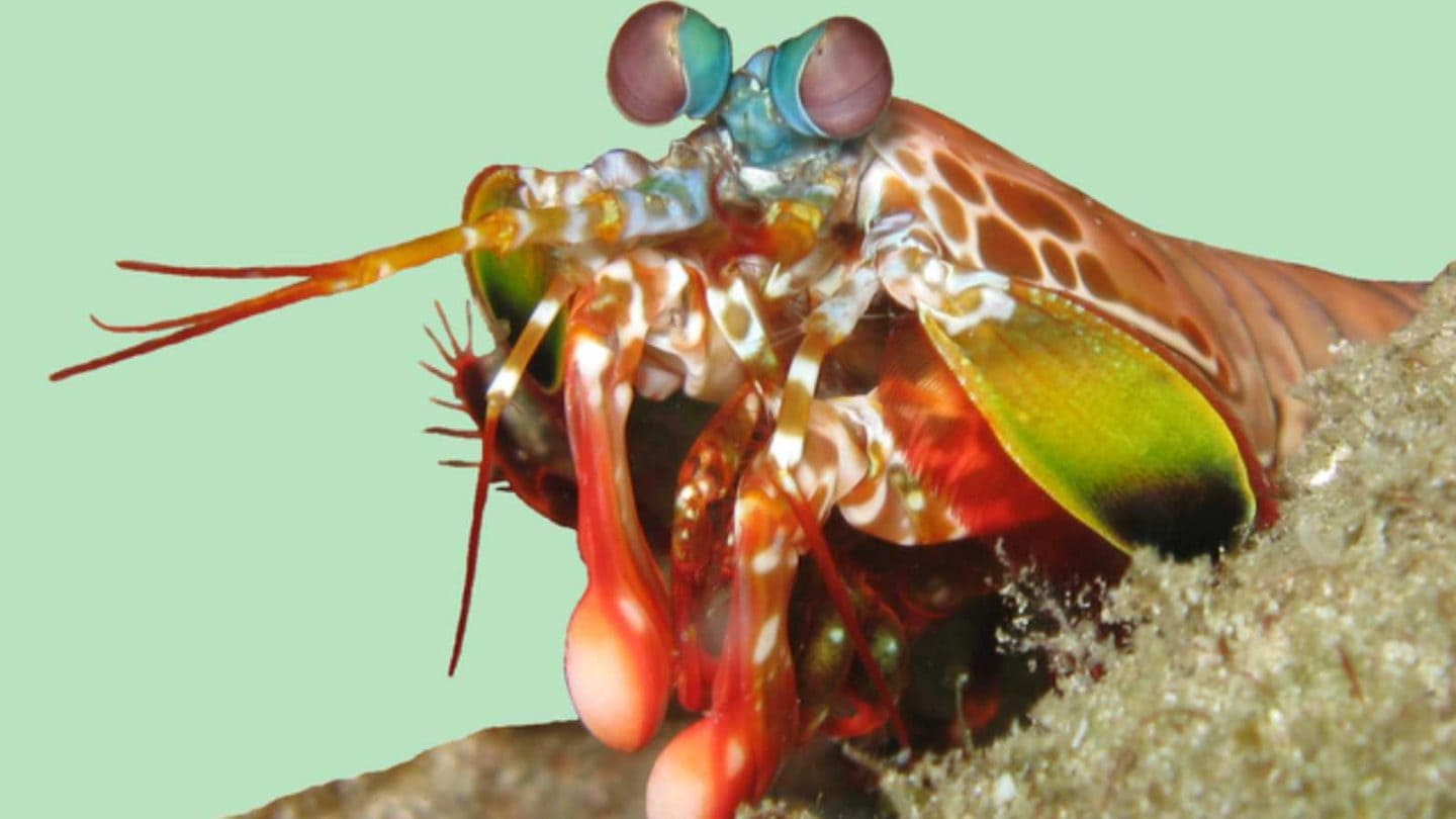 Fearless Animals That Defy Predators – Nature’s Most Underrated Warriors  