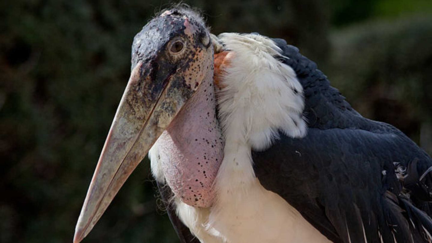 The Largest Flying Birds on Earth