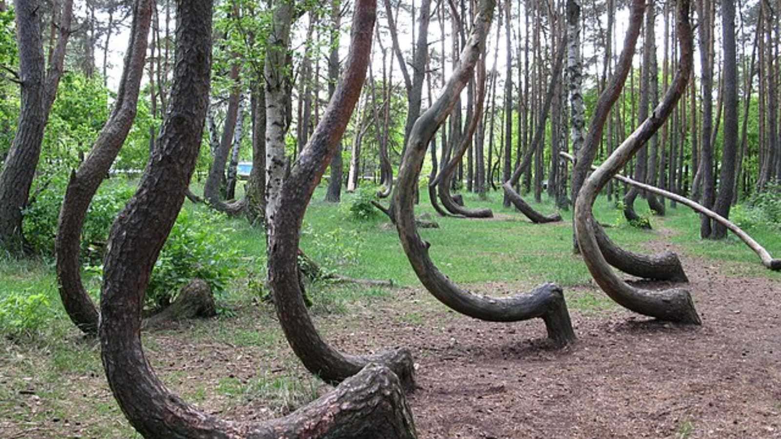 Breathtaking Forests Around the World